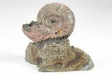 Iridescent, Pyritized Ammonite (Quenstedticeras) Fossil Display #209431-1
